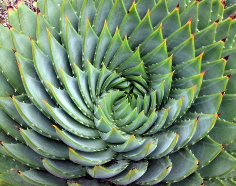 760px-Aloe_polyphylla_spiral
